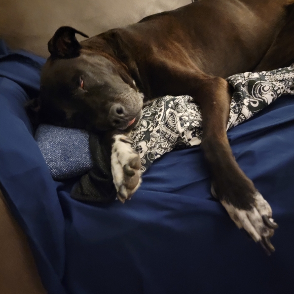 Meet your Posher, Lauren - Picture 4 of 6